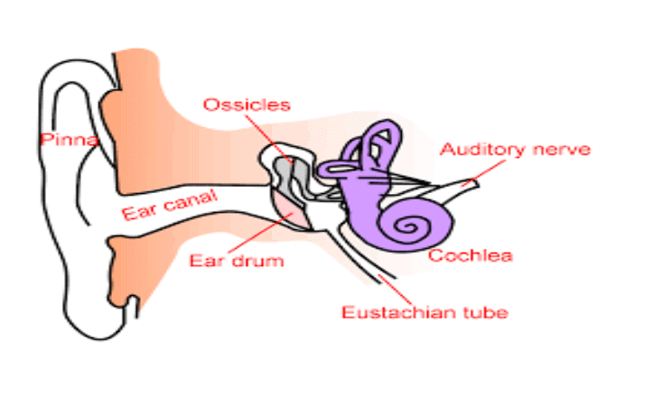 Human Ear - Sounds, Class 8, Science PDF Download