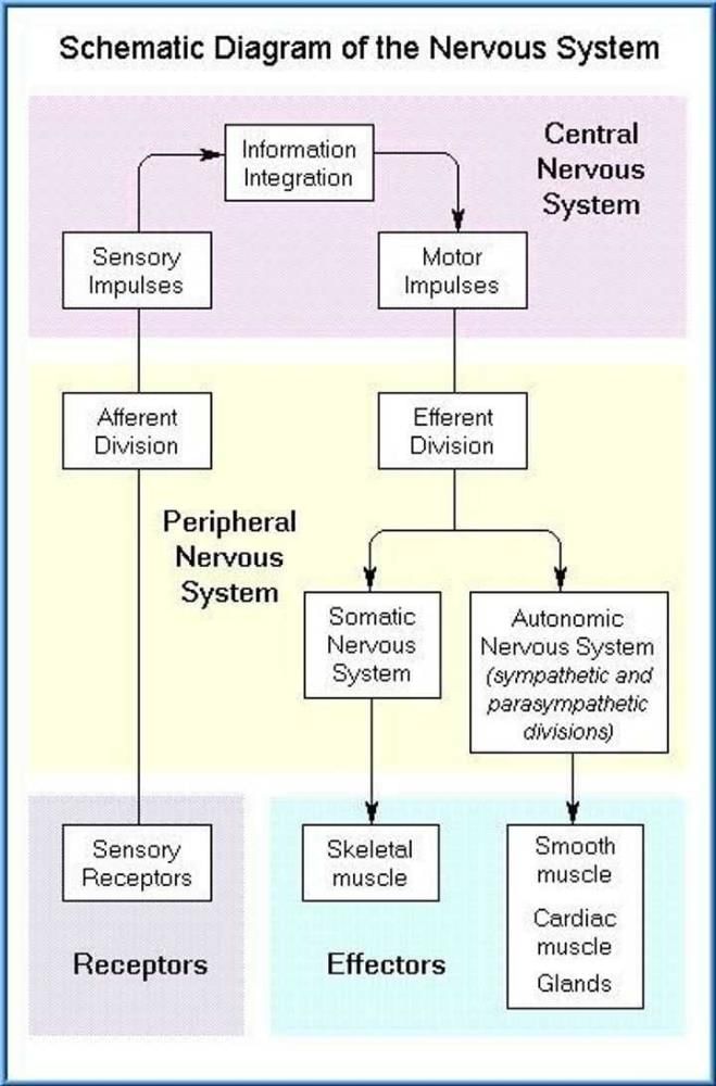 Schematic diagram of the nervous system ? - EduRev NEET Question