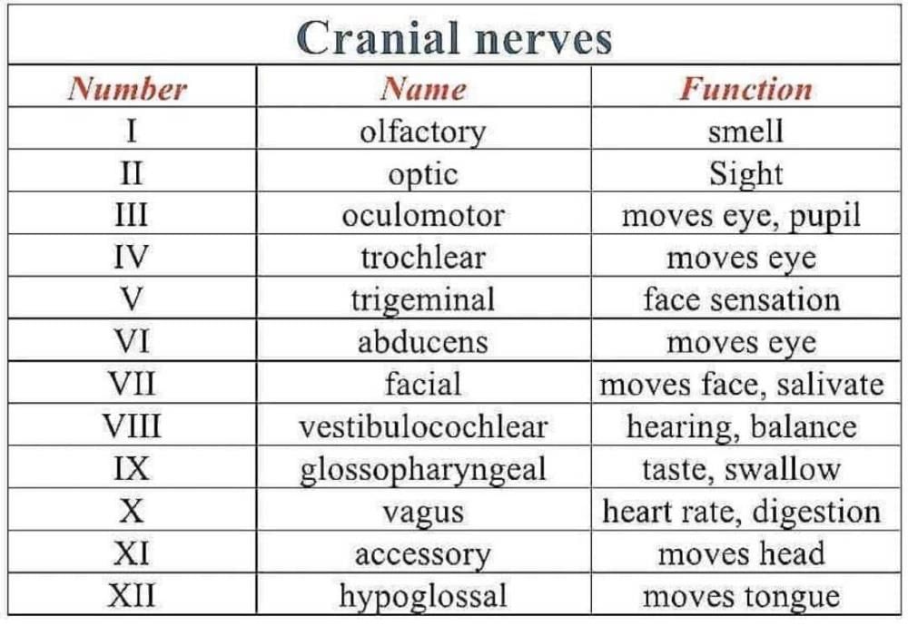 12 Cranial Nerves Chart