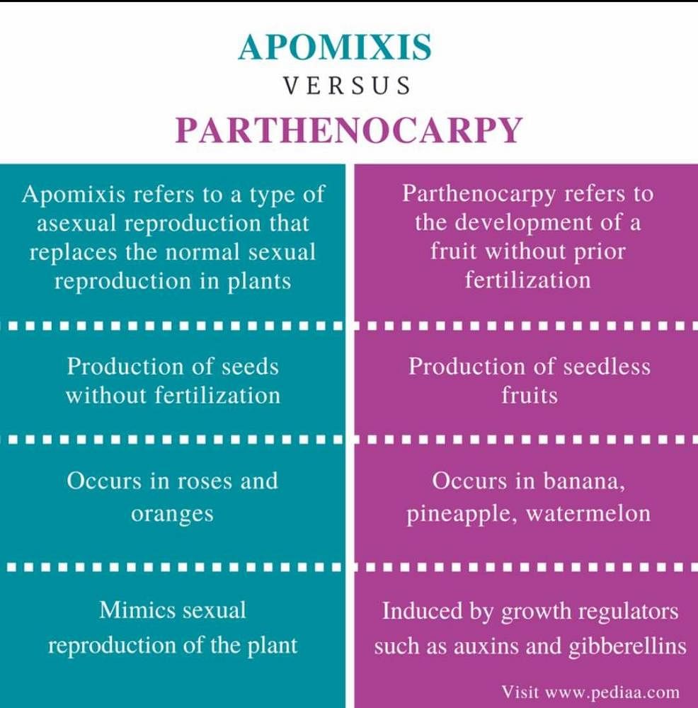 Difference Between Apomixis And Parthenogenesis Edurev Neet Question 0445