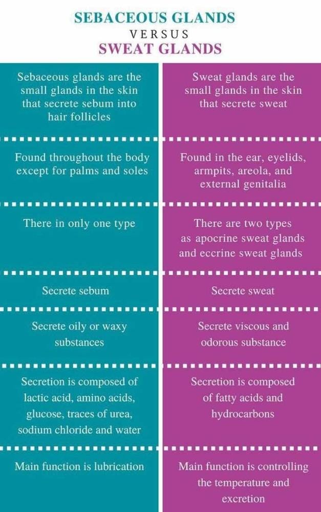 Difference between sebaceous gland and sweat glands ? EduRev NEET