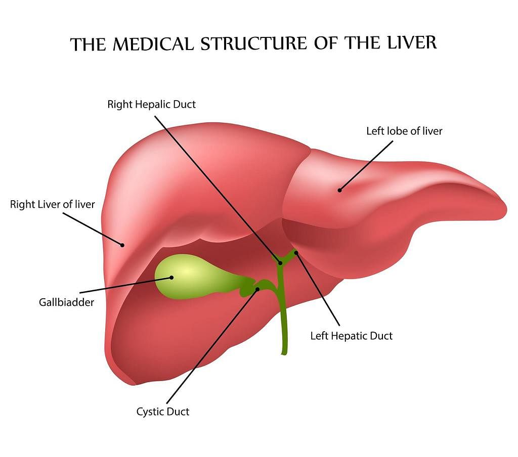 Liver Function Tests: Approaches to Liver Disease -Narayana Health