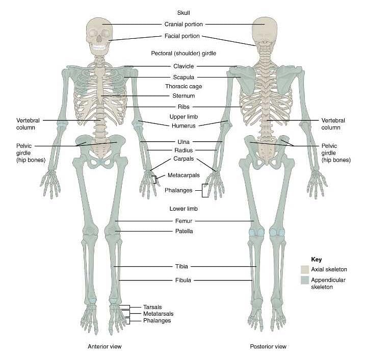 Difference Between Pectoral and Pelvic Girdle (with Comparison Chart) -  Biology Reader