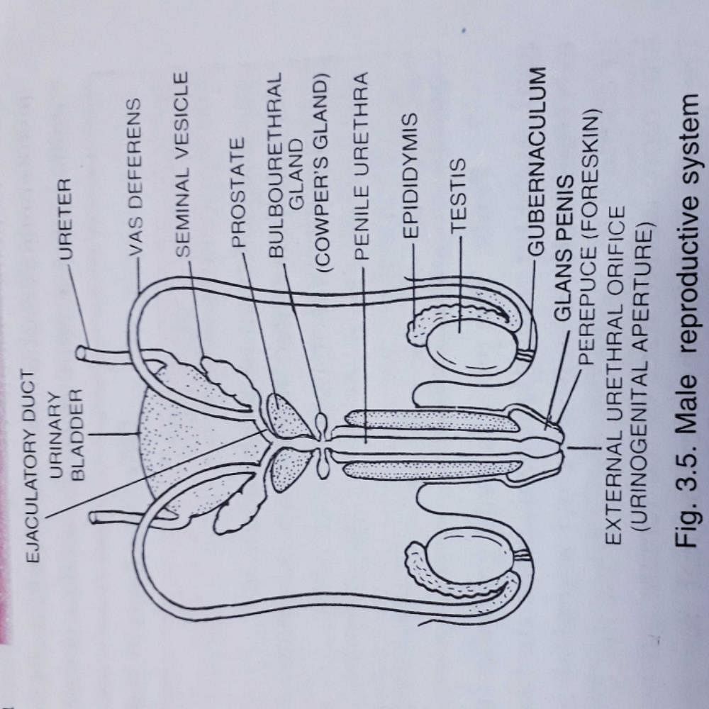 In The Diagram Of Human Male Reproductive System Give 5327