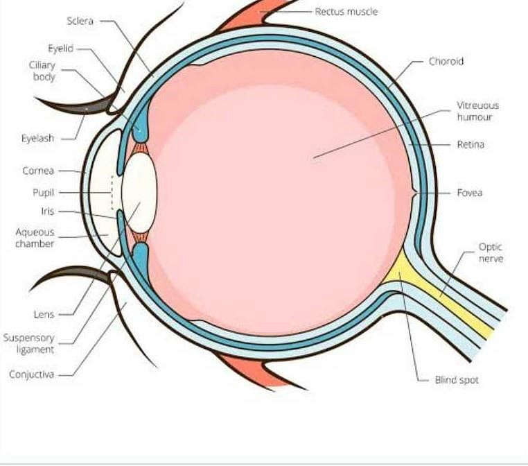 Solved] 1. Describe the anatomy of the human eye and how there exists a...  | Course Hero