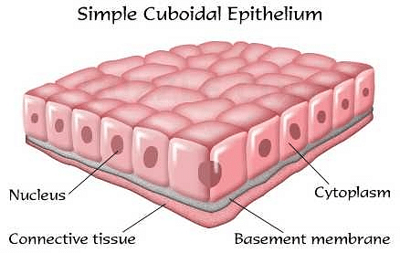 Cuboidal epithelium with brush border of microvilli is found in:a ...