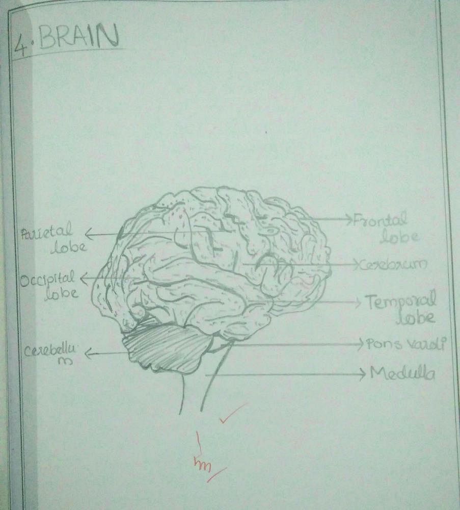 Human Brain Drawing Tutorial  Biological Drawings  Short Time Drawing   YouTube
