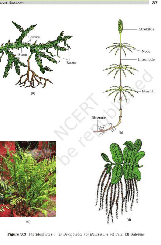 Strobili or cones are found ina)Marchantiab)Equisetumc)Salviniad
