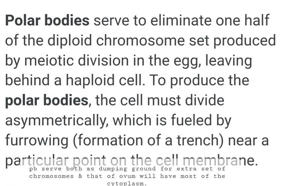 haploid or diploid first polar body