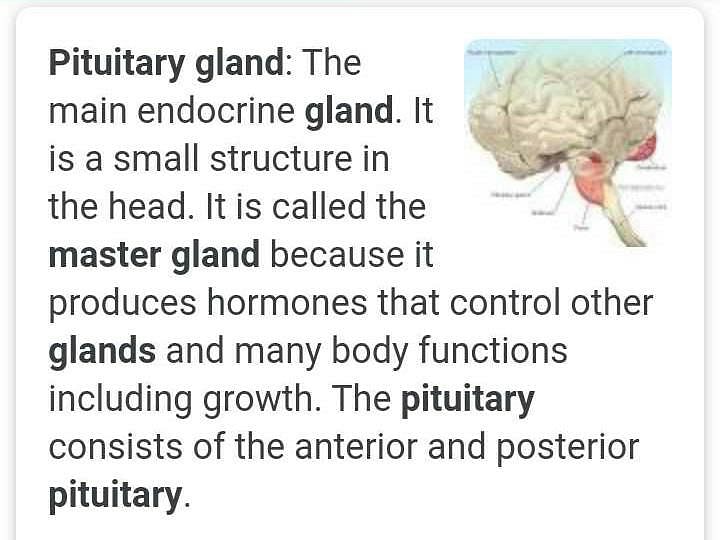 Which Is The Master Gland Hypothalamus Or Pitutary Edurev Class