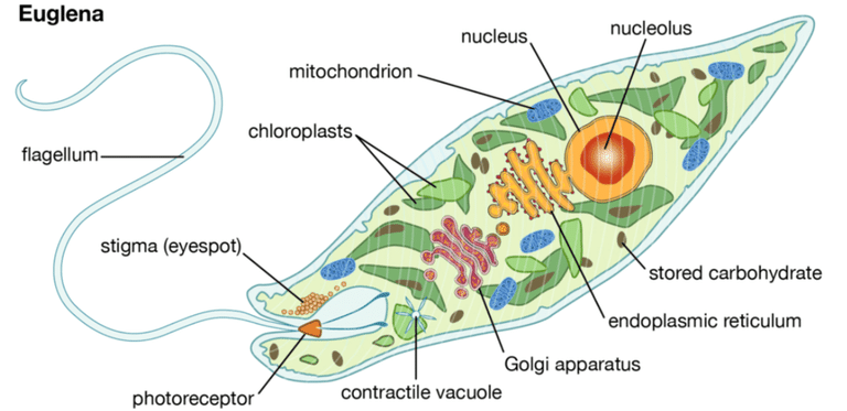 Kingdom Protista: Euglenoids, Slime Moulds & Protozoans Notes | Study Biology Class 11 - NEET