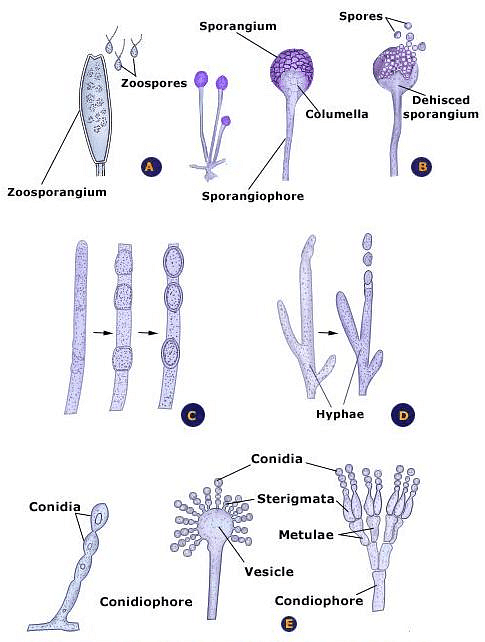 Types of Spores 