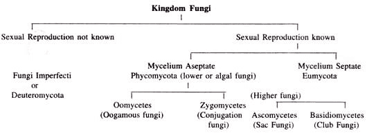 Kingdom Fungi - Biology Class 11 - NEET PDF Download