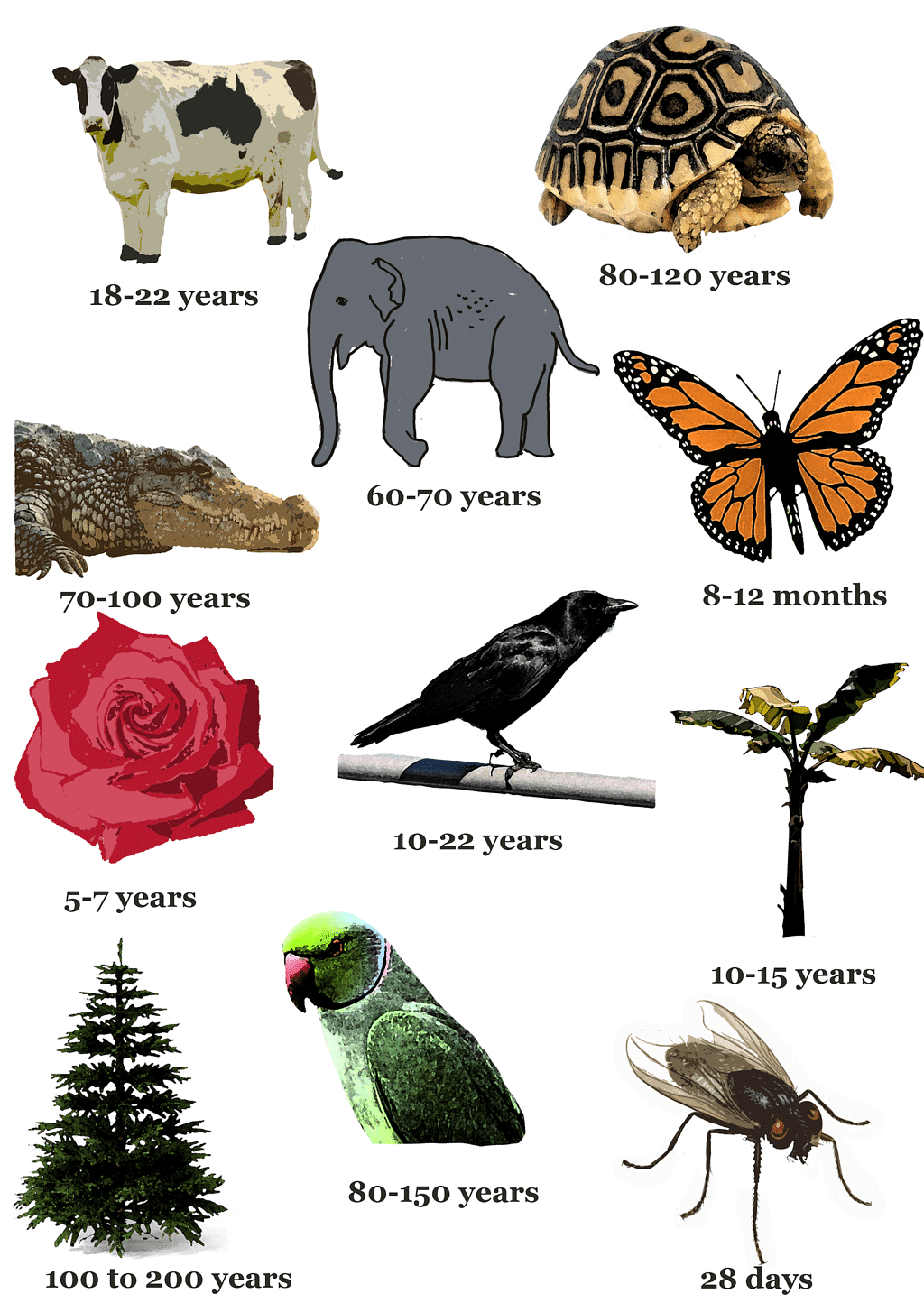 The lifespan of different Organisms