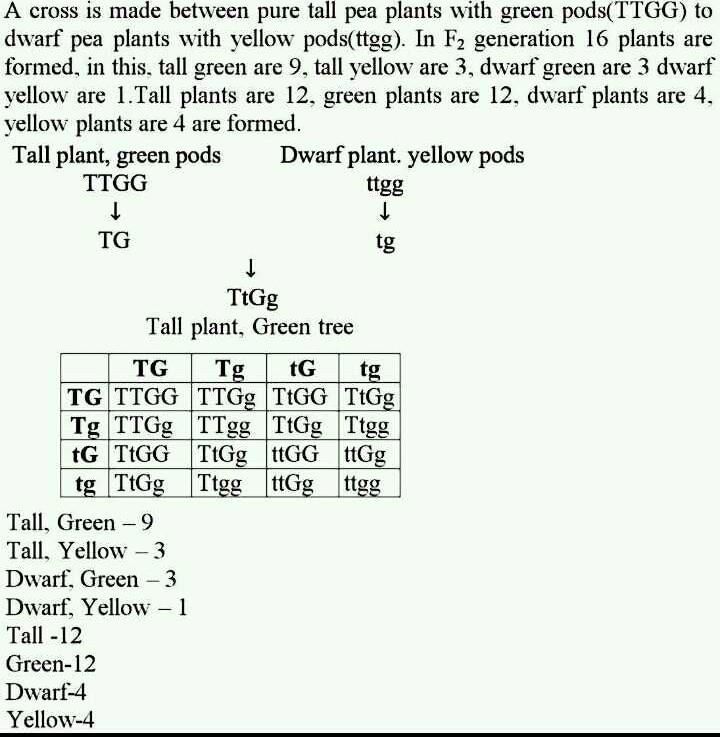 A cross between pure tall Pea plant with green pods and dwarf Pea plant
