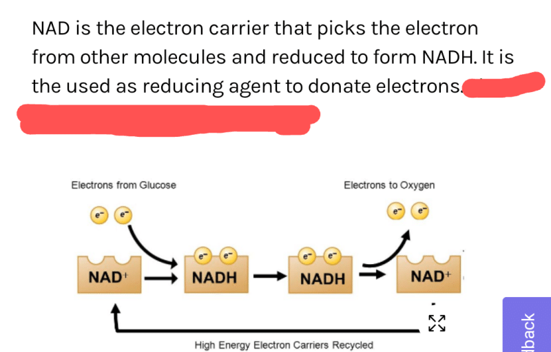 what-is-the-role-of-nad-in-cellular-respiration-a-it-functions-as-an