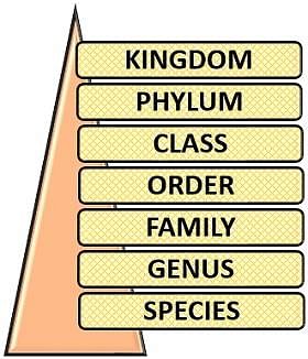 What are Taxonomic Categories? Definition, Important Terms & Kinds -  Biology Reader