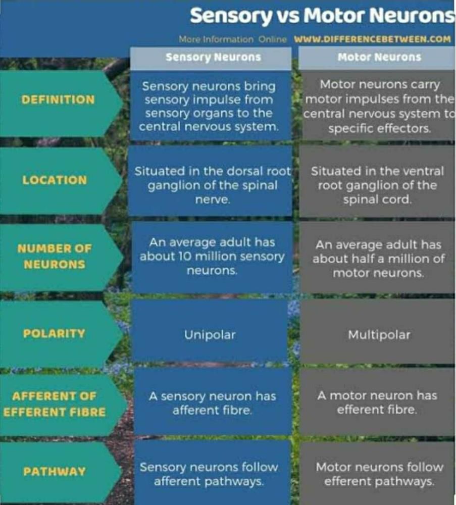 What Are The Differences Between Sensory And Motor Neurons