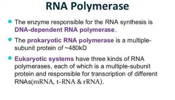 ribosomes-are-cell-organelles-that-consist-of-rna-and-proteins-they