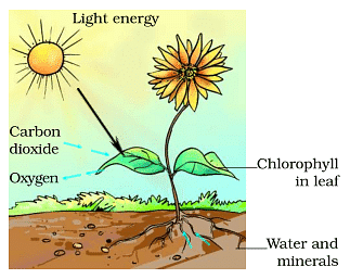 Nutrition in Plants | Biology for Class 10