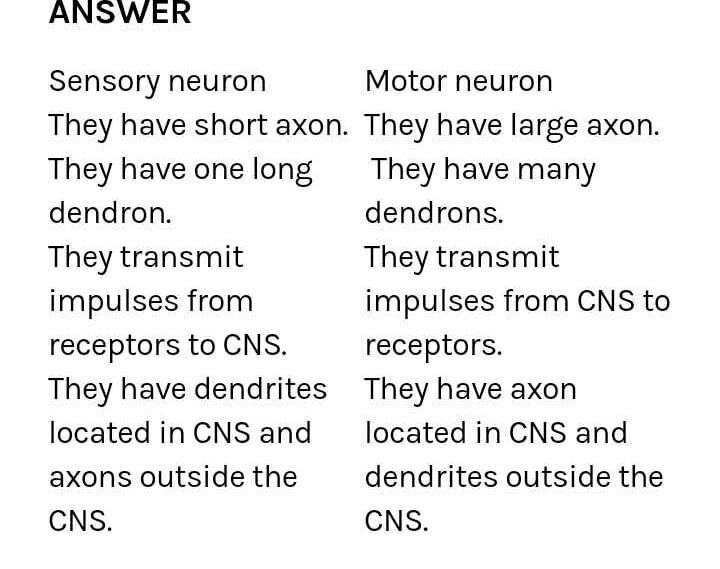 what-is-the-difference-between-sensory-neuron-and-motor-neuron-5