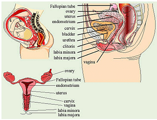 Reproductive System - Notes, Biology Notes | Study General Science(Prelims) by IRS Divey Sethi - UPSC