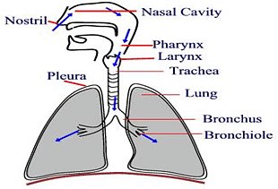 Respiratory System - Notes, Biology Notes | Study General Science(Prelims) by IRS Divey Sethi - UPSC