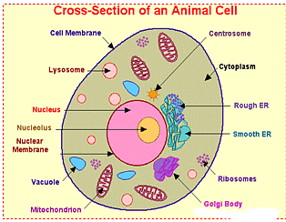 Cross-Section of Animal Cell