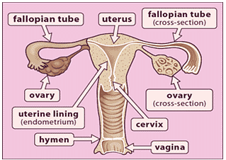 Reproductive System - Notes, Biology Notes | Study General Science(Prelims) by IRS Divey Sethi - UPSC