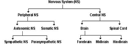 Nervous system - Notes, Biology Notes | Study General Science(Prelims) by IRS Divey Sethi - UPSC