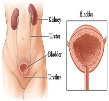 Excretory System - Notes, Biology - Notes | Study Current Affairs & General Knowledge - CLAT