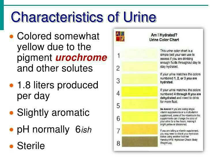 The yellow colour of urine of the vertebrates is due to  :-a)Cholesterolb)Urochromec)Uric acidd)MelaninCorrect answer is option 'B'.  Can you explain this answer? - EduRev Class 10 Question