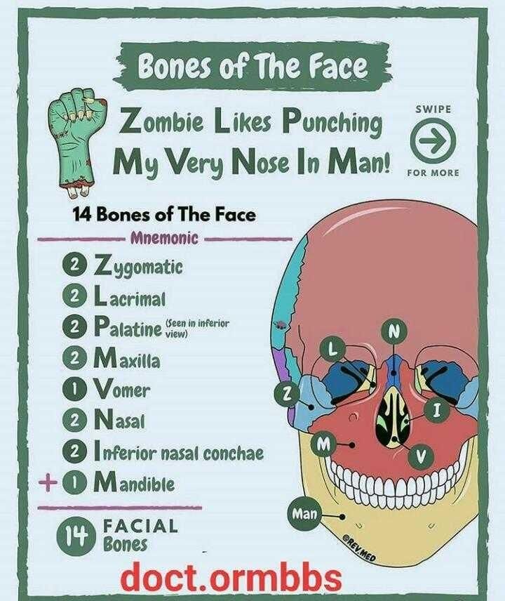 Skull Bones Mnemonic (Cranial and Facial Bones)