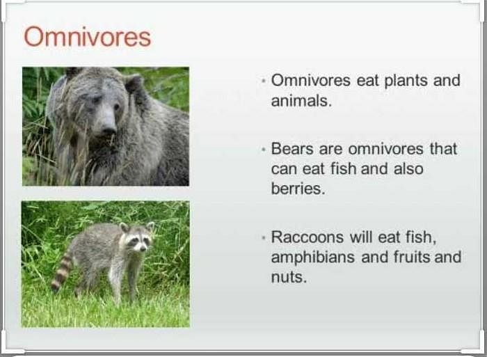 What is ominivore? | EduRev Class 6 Question