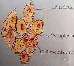What are cells? - Quora