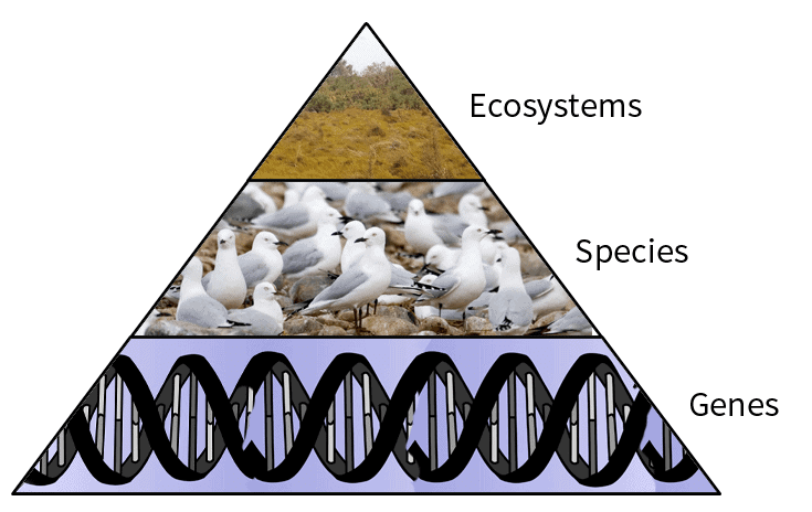 Shankar IAS Summary: Biodiversity- 1 - Environment For UPSC CSE PDF ...