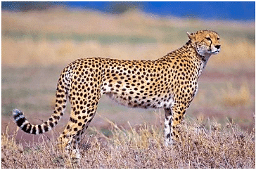 Cheetah: Carnivore