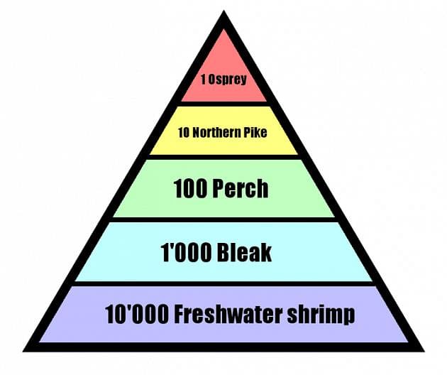Pyramid of numbers