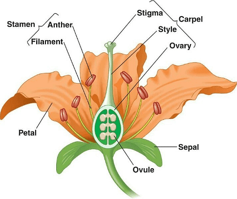 Structure of Bisexual Flower