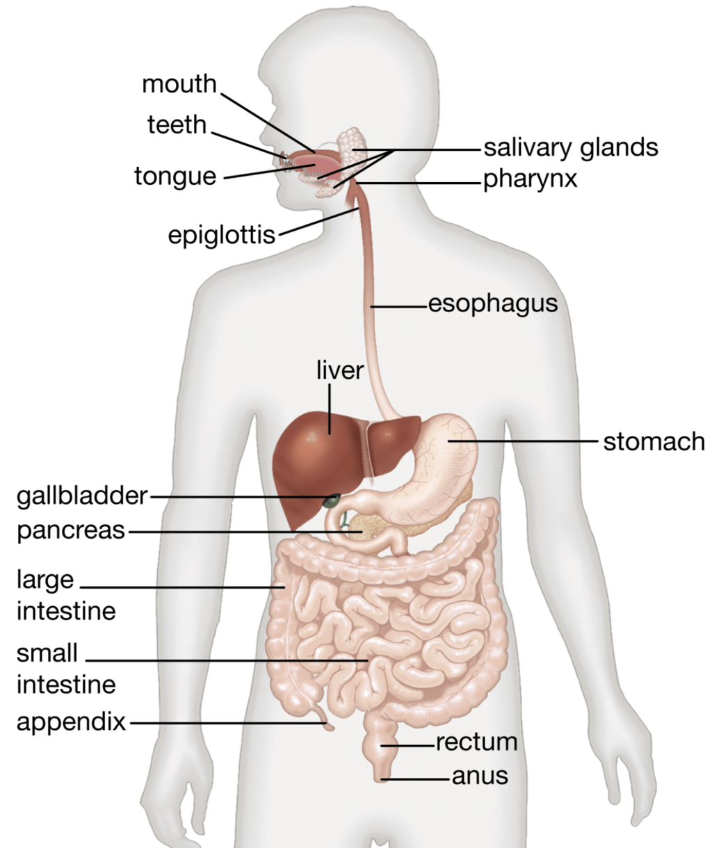 Alimentary Canal: Mouth, Pharynx & Oesophagus Notes | Study Biology Class 11 - NEET