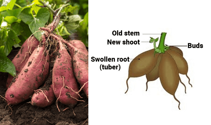 Natural Vegetative Propagation in Sweet Potato