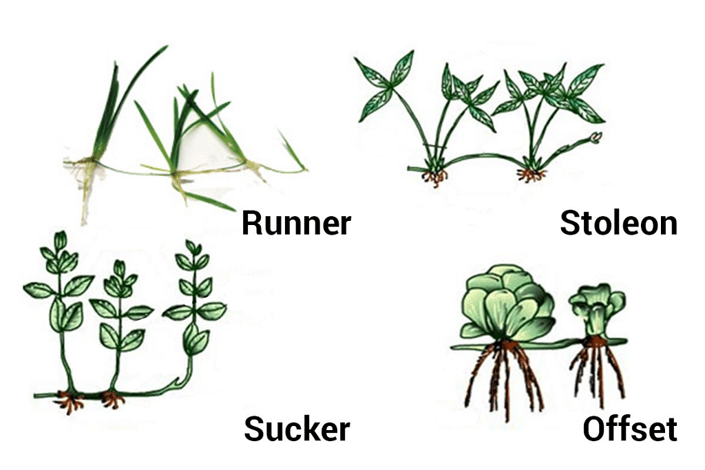 runner stem