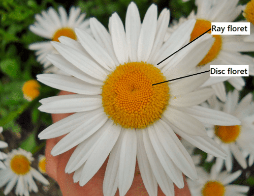 Flower showing Ray Floret