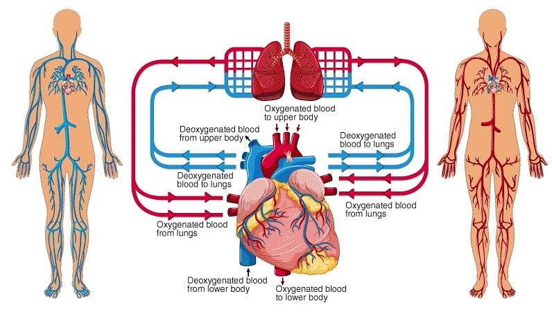 Transportation in Human Beings: Circulatory System & The Human Heart | Science Class 10