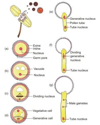 Pollen Grain And Microgametogenesis Biology Class 12 Neet 7354