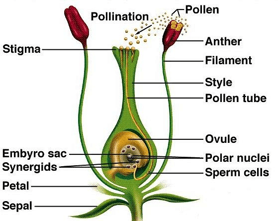 Fertilisation in Flowering Plant