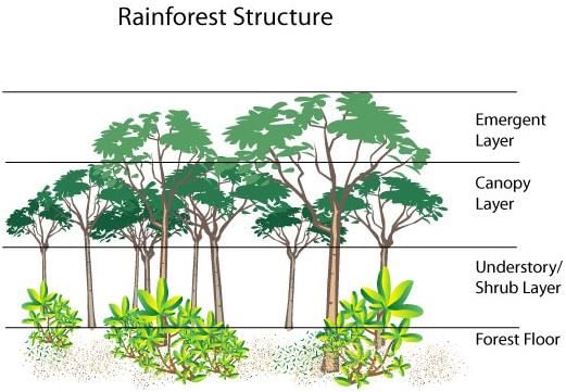 NCERT Summary: Natural Vegetation - 1 | Geography for UPSC CSE