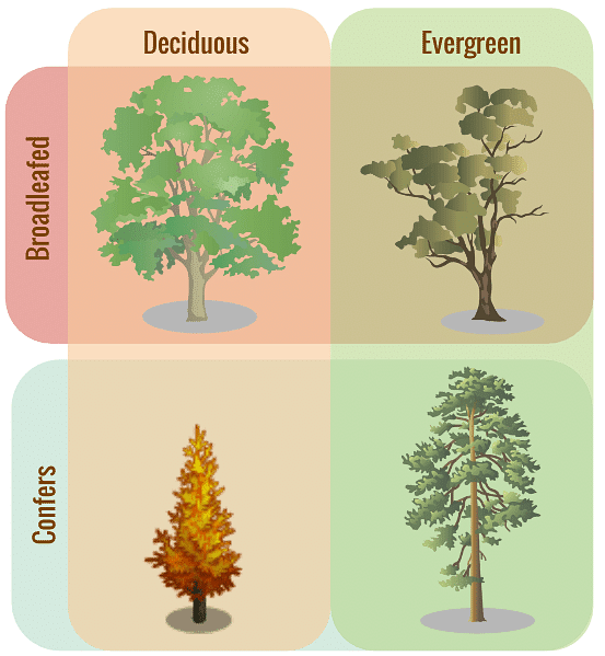 Trees and Their Leaves: Broad Leafed Evergreen Trees are shown in the upper right-hand corner of the image.