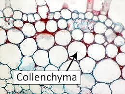 Collenchyma cells
