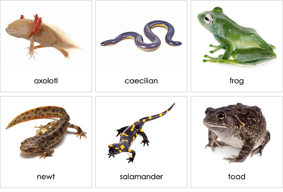 Class - Amphibia, Reptilia & Mammalia - Notes | Study Biology Class 11 -  NEET